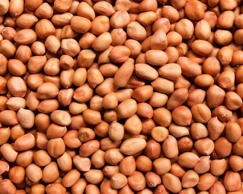 Groundnut